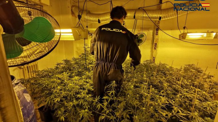 Desmanteladas dos plantaciones 'indoor' de marihuana en Albacete y decomisados 38 cogollos y 67 plantas