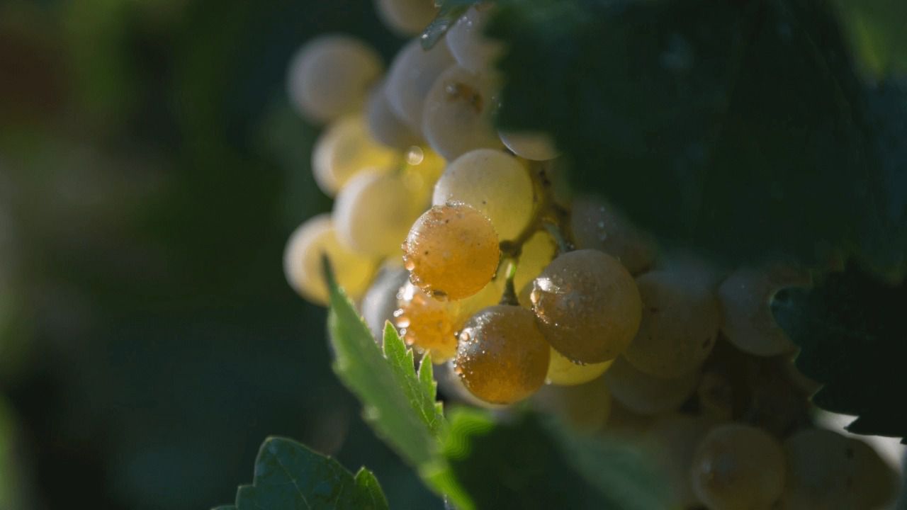 Bodegas Alcardet (Toledo) gana el "Premio del Jurado" de ECOFIN 2024 y lucha por el premio de "Titanes de las Finanzas"