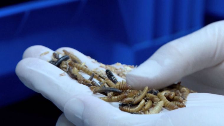 La proteína del futuro se fabrica en Cuenca: La biorrefinería de insectos InsectEAT espera vender 80 toneladas este ejercicio