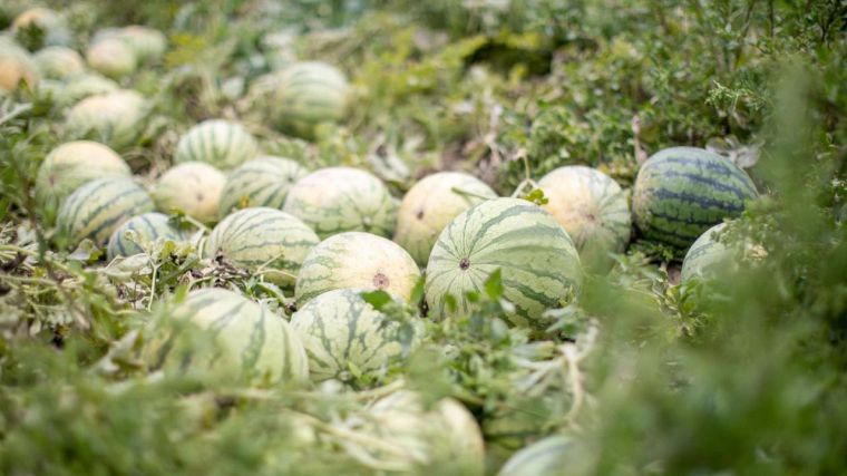 Mercadona prevé comprar un 38% más de sandía de origen nacional en 2024