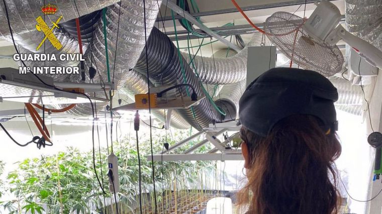 Detenido un ciudadano chino que cultivaba más de 1.200 plantas de marihuana en un local abandonado de Torija