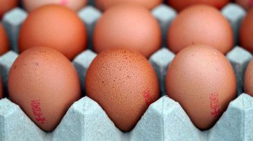 CLM repite como la región líder en producción de huevos del país, un sector que movió 2.278 millones de euros en 2023