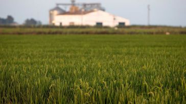 Un total de 561 agricultores de secano, arroz y tomate de CLM recibirán ayudas extraordinarias de 1,6 millones de euros