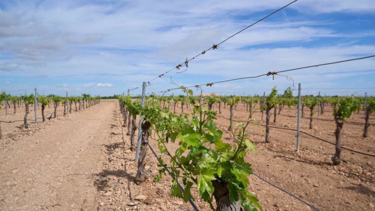 CLM realizará un nuevo pago de la PAC de 17,5 millones de euros a más de 85.000 agricultores y ganaderos