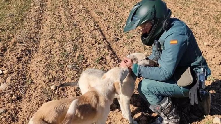 Detenido un maltratador reincidente por apalear hasta la muerte a un perro en Guadalajara