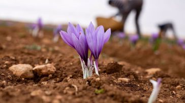Optimismo entre los productores de azafrán de CLM, que esperan superar el mal dato de 280 kilos en 2023