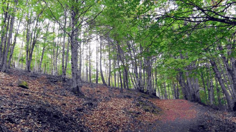 Rescatan a una mujer de 64 años accidentada en el Hayedo de la Tejera Negra