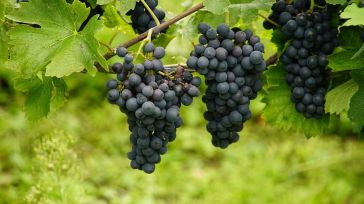 Castilla-La Mancha lidera el sector del viñedo ecológico, con la mayor superficie del país