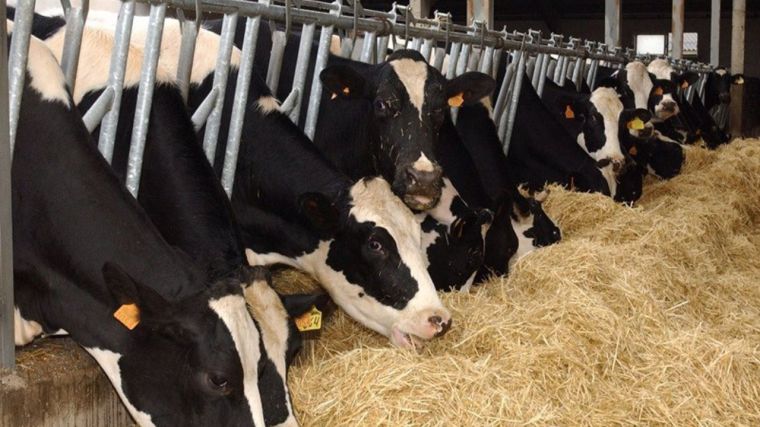 La Región establece un plan de vigilancia y control de la fiebre Q en rumiantes domésticos