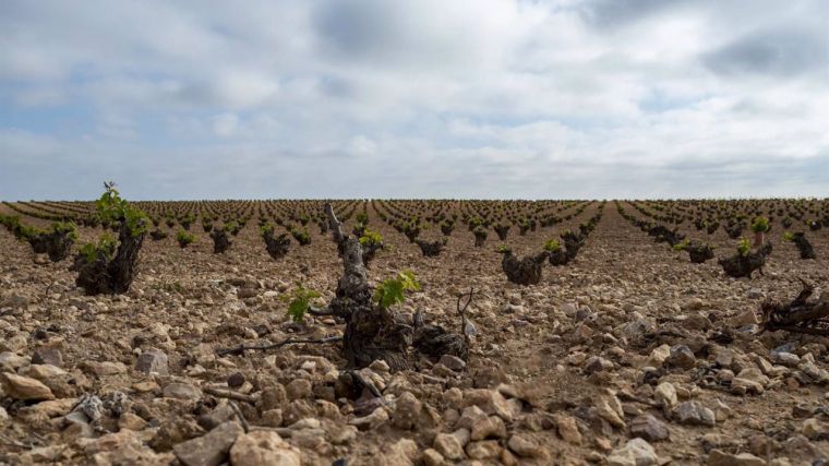 Publicadas las ayudas a la incorporación de jóvenes a la agricultura con un presupuesto total de 50 millones de euros