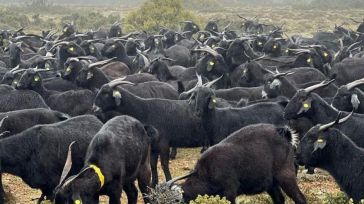 CLM convoca las subvenciones destinadas al fomento de las razas autóctonas españolas