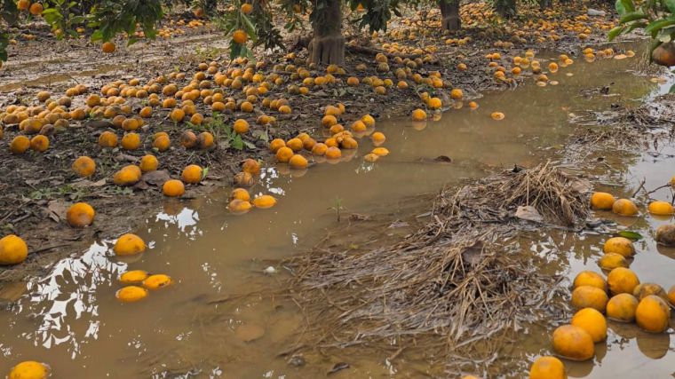 Las ayudas directas a las explotaciones agrarias afectadas por la DANA serán como mínimo de 5.000 euros