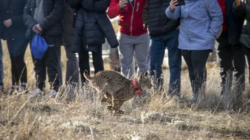 El Gobierno de Castilla-La Mancha procede a la primera suelta de linces ibéricos en la provincia de Cuenca