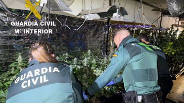 Desmantelada una plantación indoor de 450 plantas de marihuana en Víllora