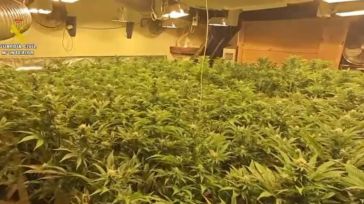 Desarticulada una plantación de marihuana de alto rendimiento con más de 2.000 plantas en Burguillos de Toledo