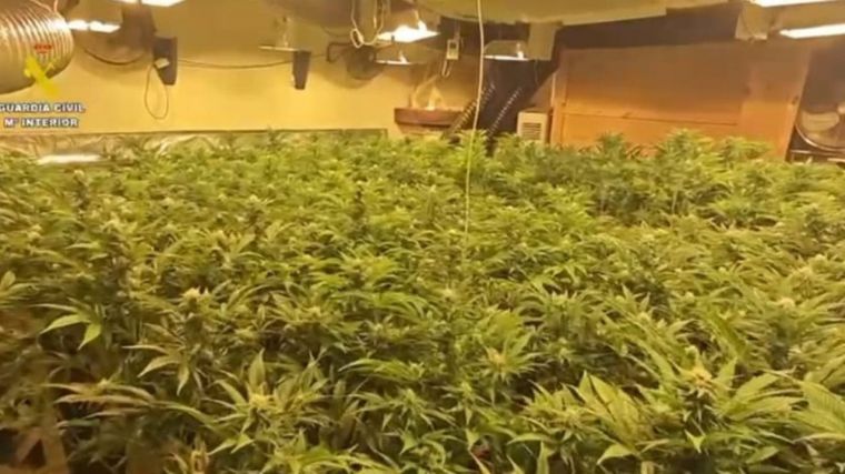 Desarticulada una plantación de marihuana de alto rendimiento con más de 2.000 plantas en Burguillos de Toledo