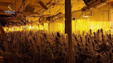 Ocho detenidos tras desmantelar una plantación con más de 1.000 plantas de marihuana en Almonacid de Zorita