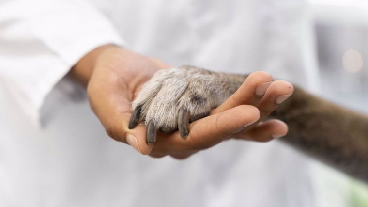 Los veterinarios de Castilla-La Mancha se suman a la concentración convocada por el sector el 5 de marzo en Madrid
