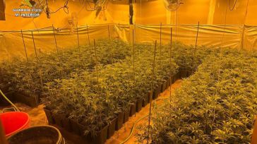 La Guardia Civil localiza en el sótano de una casa de El Casar 463 plantas de marihuana y detiene a dos personas