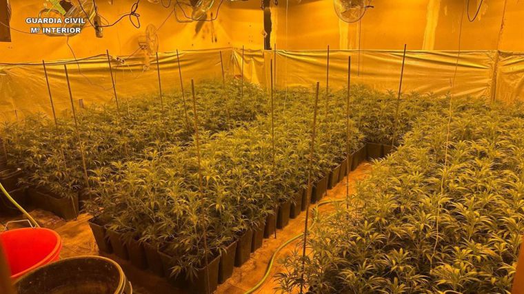La Guardia Civil localiza en el sótano de una casa de El Casar 463 plantas de marihuana y detiene a dos personas
