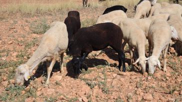 Asaja C-LM pide la puesta en marcha de medidas de apoyo "urgentes" ante el "problema" de la leche de ovino y caprino