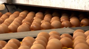 Rujamar garantiza que sus huevos se quedan en España pese a la escasez en Estados Unidos