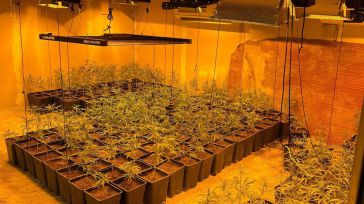 Desmantelado en La Mata un cultivo indoor de marihuana con más de 1.600 plantas