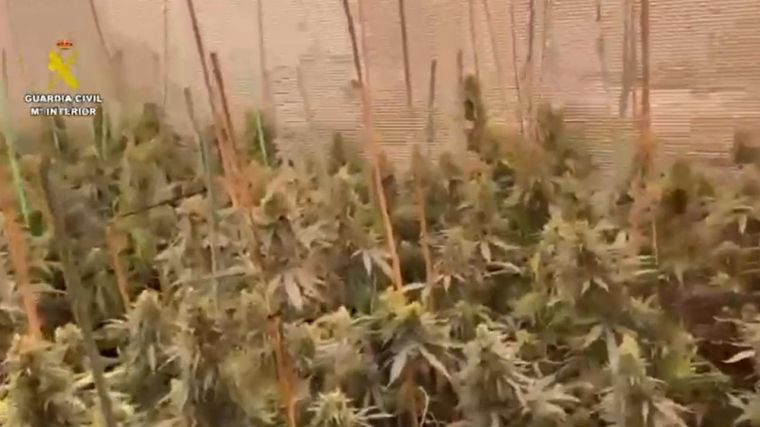 Cuatro personas detenidas y desmanteladas dos plantaciones de marihuana en dos viviendas de Seseña
