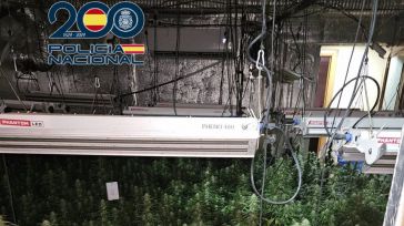 La Policía Nacional desmantela dos plantaciones de marihuana en Talavera con cerca de 1.000 plantas