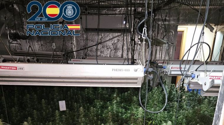 La Policía Nacional desmantela dos plantaciones de marihuana en Talavera con cerca de 1.000 plantas