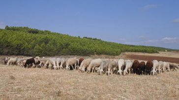 Convocadas ayudas para explotaciones ganaderas de Ciudad Real y Toledo afectadas por restricciones de lengua azul