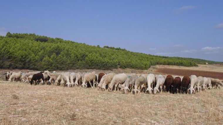 Convocadas ayudas para explotaciones ganaderas de Ciudad Real y Toledo afectadas por restricciones de lengua azul
