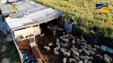 Desmantelada una red de mataderos clandestinos en Toledo, Ávila y Madrid que vendía carne sin control