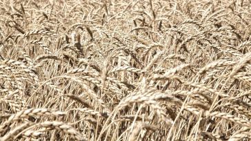 Castilla-La Mancha registra 87.799 expedientes de solicitud de la PAC, 4.200 menos que el pasado año