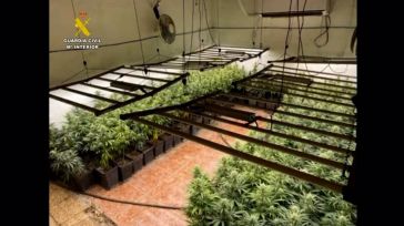 Desmantelada una plantación con 1.450 plantas de marihuana y dos detenidos en una nave en Lillo