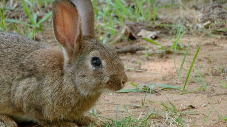 Asaja CLM pide ampliar la caza del conejo a todo el año por las 'graves pérdidas' que ocasiona al sector agrario