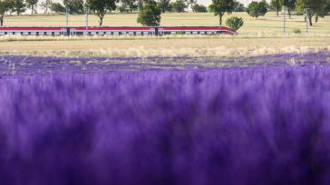 Renfe vuelve a poner en marcha el jueves el 'Tren de la Lavanda' para conocer los campos de Brihuega