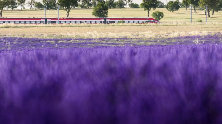 Renfe vuelve a poner en marcha el jueves el 'Tren de la Lavanda' para conocer los campos de Brihuega
