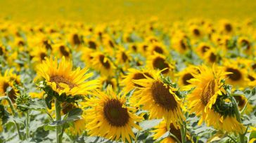 Agricultura formará a más de 1.000 productores para percibir la ayuda al girasol agroambiental