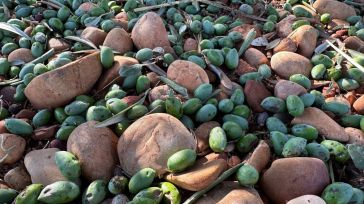 Los daños por tormentas en los cultivos de La Manchuela conquense superan el 50% en viñedo y olviar