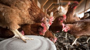 Inmovilizada una explotación de gallinas en Toledo tras detectar un foco de Influenza Aviar