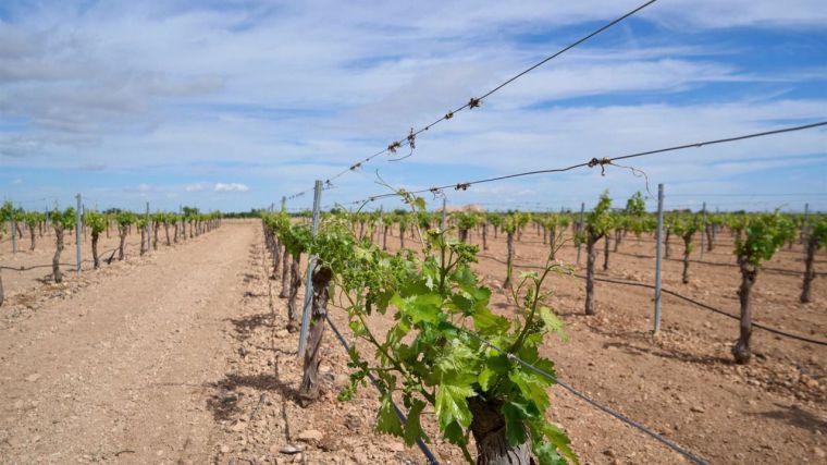 Cooperativas Agro-alimentarias de CLM estima una cosecha de alrededor de 24 millones de hectolitros de vino y mosto, un 5% más que en 2024