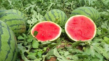 Asaja advierte que los precios del melón y la sandía no cubren los costes de producción esta temporada