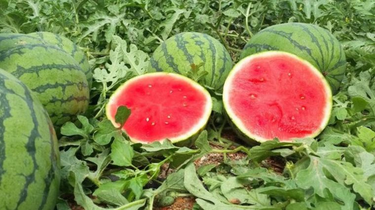 Asaja advierte que los precios del melón y la sandía no cubren los costes de producción esta temporada