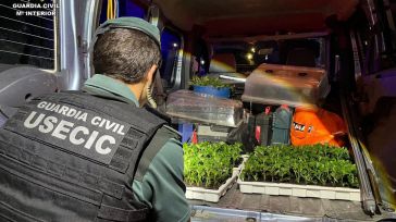 Dos detenidos en Pozo de Guadalajara cuando transportaban 400 plantas de marihuana en su coche