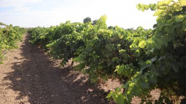 Los viticultores de CLM reciben de manera anticipada 5,5 millones de euros de indemnización por daños provocados por pedrisco