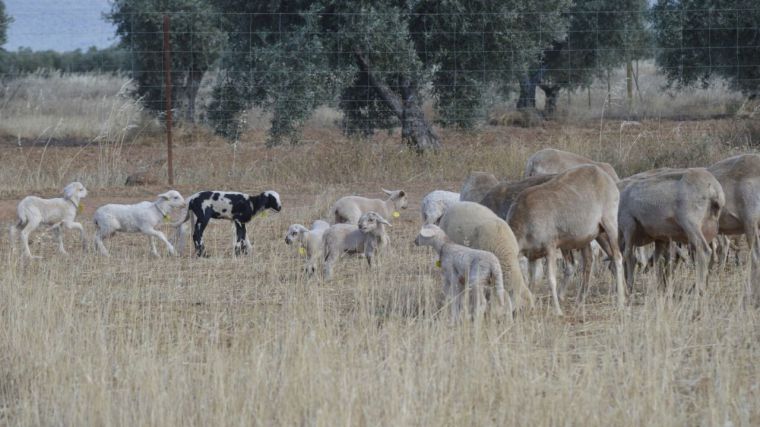 Asaja Ciudad Real denuncia la 'inacción' de la Junta ante las consecuencias de la enfermedad de la lengua azul