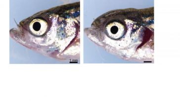 Investigadores de la UCLM descubren la función de un gen clave en enfermedades genéticas oculares raras