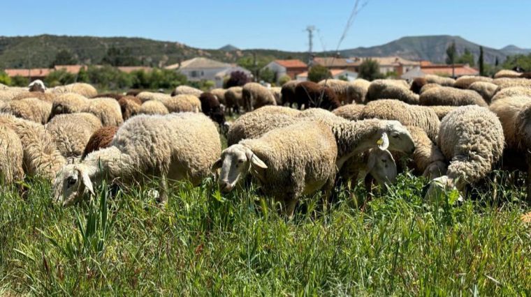 La Junta destina cuatro millones de euros a los ganaderos afectados por serotipo 3 de lengua azul en 2024 en las provincias de Toledo y Ciudad Real
