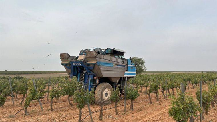 Cooperativas Agro-alimentarias de C-LM rectifica a la baja sus expectativas en vendimia y cree que cosecha disminuirá un 18% respecto a 2024